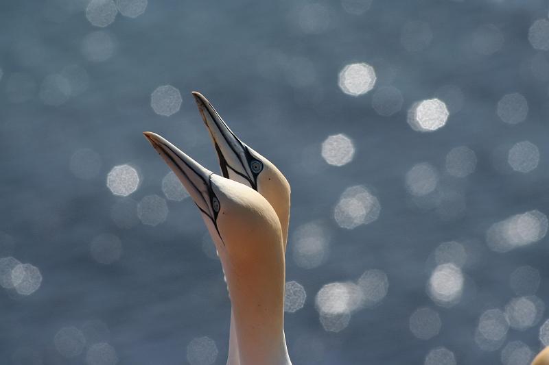 DP-2011-007 Bild0252c.JPG